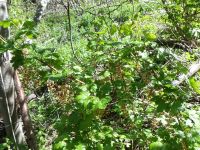 prickly currant (<em>Ribes lacustre</em>)