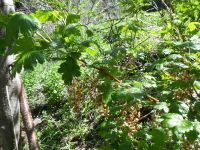 prickly currant (<em>Ribes lacustre</em>)