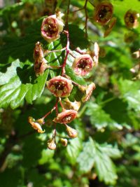 prickly currant (<em>Ribes lacustre</em>)