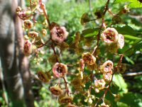 prickly currant (<em>Ribes lacustre</em>)