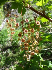 prickly currant (<em>Ribes lacustre</em>)