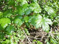 prickly currant (<em>Ribes lacustre</em>)