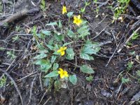goosefoot or purplish violet (<em>Viola purpurea ssp. venosa</em>)