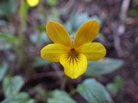 goosefoot or purplish violet (<em>Viola purpurea ssp. venosa</em>)