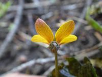 goosefoot or purplish violet (<em>Viola purpurea ssp. venosa</em>)