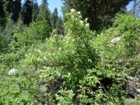 black elderberry (<em>Sambucus racemosa var. melanocarpa</em>)