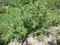 wax currant (<em>Ribes cereum var. cereum</em>)