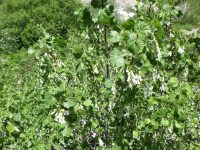 wax currant (<em>Ribes cereum var. cereum</em>)