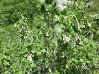 wax currant (<em>Ribes cereum var. cereum</em>)