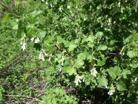 wax currant (<em>Ribes cereum var. cereum</em>)