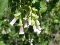 wax currant (<em>Ribes cereum var. cereum</em>)