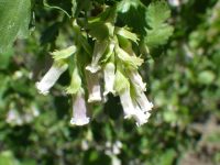 wax currant (<em>Ribes cereum var. cereum</em>)