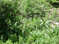 patience dock (<em>Rumex patientia</em>)