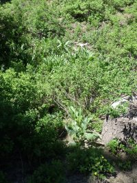 patience dock (<em>Rumex patientia</em>)