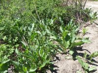 patience dock (<em>Rumex patientia</em>)