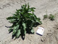 patience dock (<em>Rumex patientia</em>)