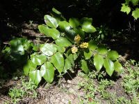 creeping Oregon-grape (<em>Berberis repens</em>)