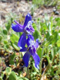 upland larkspur (<em>Delphinium nuttallianum</em>) Nuttall's larkspur
