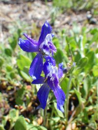 upland larkspur (<em>Delphinium nuttallianum</em>) Nuttall's larkspur