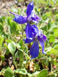 upland larkspur (<em>Delphinium nuttallianum</em>) Nuttall's larkspur