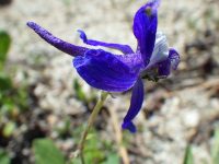 upland larkspur (<em>Delphinium nuttallianum</em>) Nuttall's larkspur