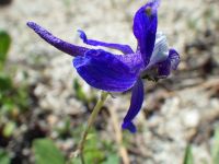 upland larkspur (<em>Delphinium nuttallianum</em>) Nuttall's larkspur