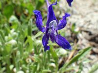 upland larkspur (<em>Delphinium nuttallianum</em>) Nuttall's larkspur