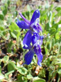upland larkspur (<em>Delphinium nuttallianum</em>) Nuttall's larkspur