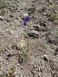 upland larkspur (<em>Delphinium nuttallianum</em>) Nuttall's larkspur