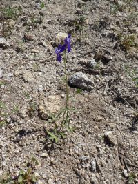 upland larkspur (<em>Delphinium nuttallianum</em>) Nuttall's larkspur