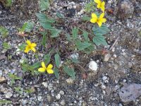 goosefoot or purplish violet (<em>Viola purpurea ssp. venosa</em>)