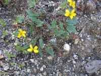 goosefoot or purplish violet (<em>Viola purpurea ssp. venosa</em>)