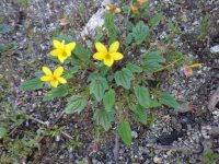goosefoot or purplish violet (<em>Viola purpurea ssp. venosa</em>)
