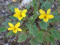 goosefoot or purplish violet (<em>Viola purpurea ssp. venosa</em>)