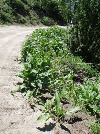 patience dock (<em>Rumex patientia</em>)