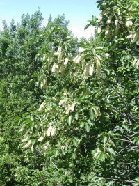 western chokecherry (<em>Prunus virginiana var. melanocarpa</em>)