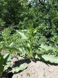 patience dock (<em>Rumex patientia</em>)
