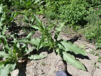 patience dock (<em>Rumex patientia</em>)