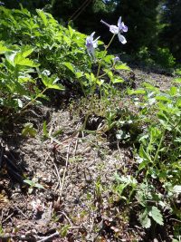 upland larkspur (<em>Delphinium nuttallianum</em>) Nuttall's larkspur