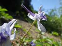 upland larkspur (<em>Delphinium nuttallianum</em>) Nuttall's larkspur
