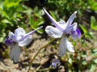 upland larkspur (<em>Delphinium nuttallianum</em>) Nuttall's larkspur