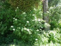 Rocky Mountain mountain-ash (<em>Sorbus scopulina var. scopulina</em>)