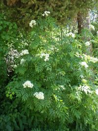 Rocky Mountain mountain-ash (<em>Sorbus scopulina var. scopulina</em>)