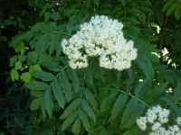 Rocky Mountain mountain-ash (<em>Sorbus scopulina var. scopulina</em>)