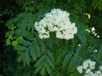 Rocky Mountain mountain-ash (<em>Sorbus scopulina var. scopulina</em>)
