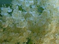 Rocky Mountain mountain-ash (<em>Sorbus scopulina var. scopulina</em>)