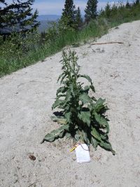 patience dock (<em>Rumex patientia</em>)