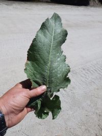 patience dock (<em>Rumex patientia</em>)