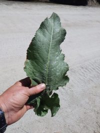 patience dock (<em>Rumex patientia</em>)