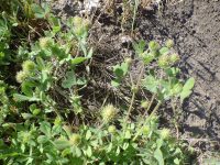 smallhead or maiden clover (<em>Trifolium microcephalum</em>)